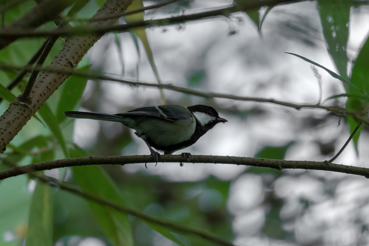 Japanese Tit - ML613446248