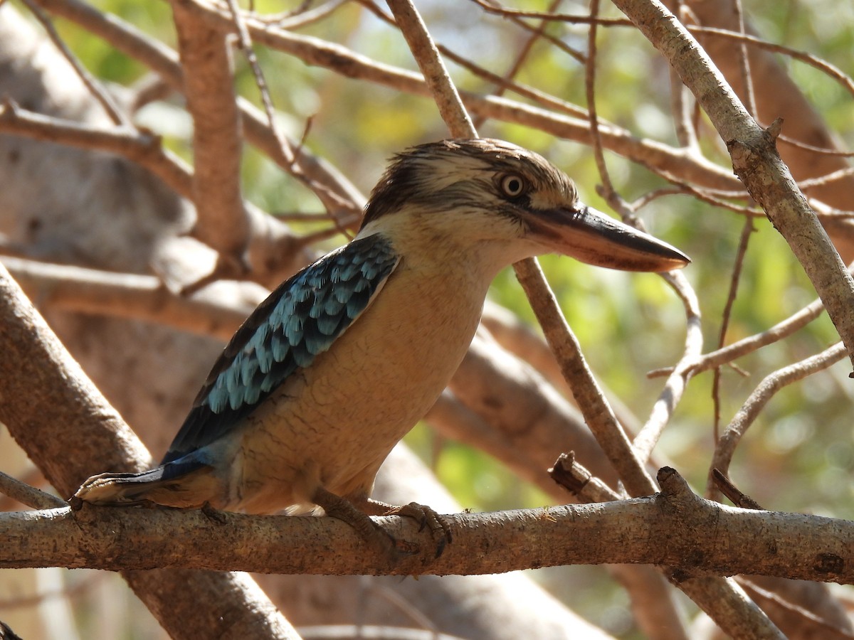 Blue-winged Kookaburra - ML613446282