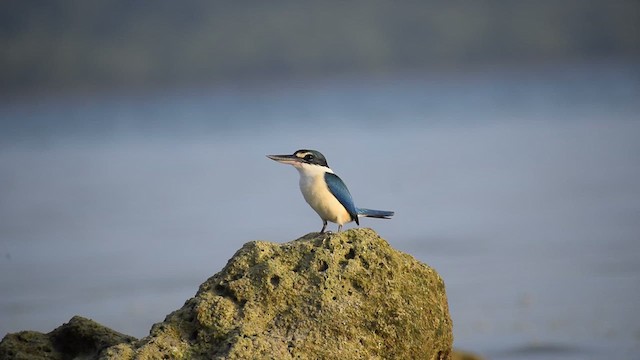 Collared Kingfisher - ML613446298