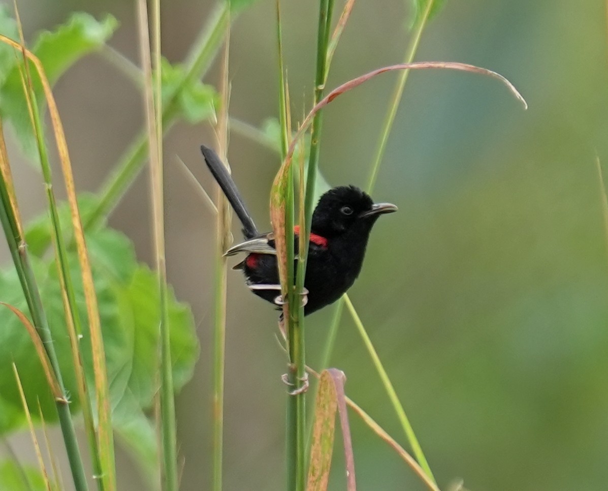 Red-backed Fairywren - Samantha Duffy