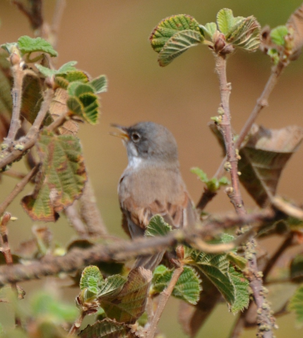 Spectacled Warbler - ML613446441