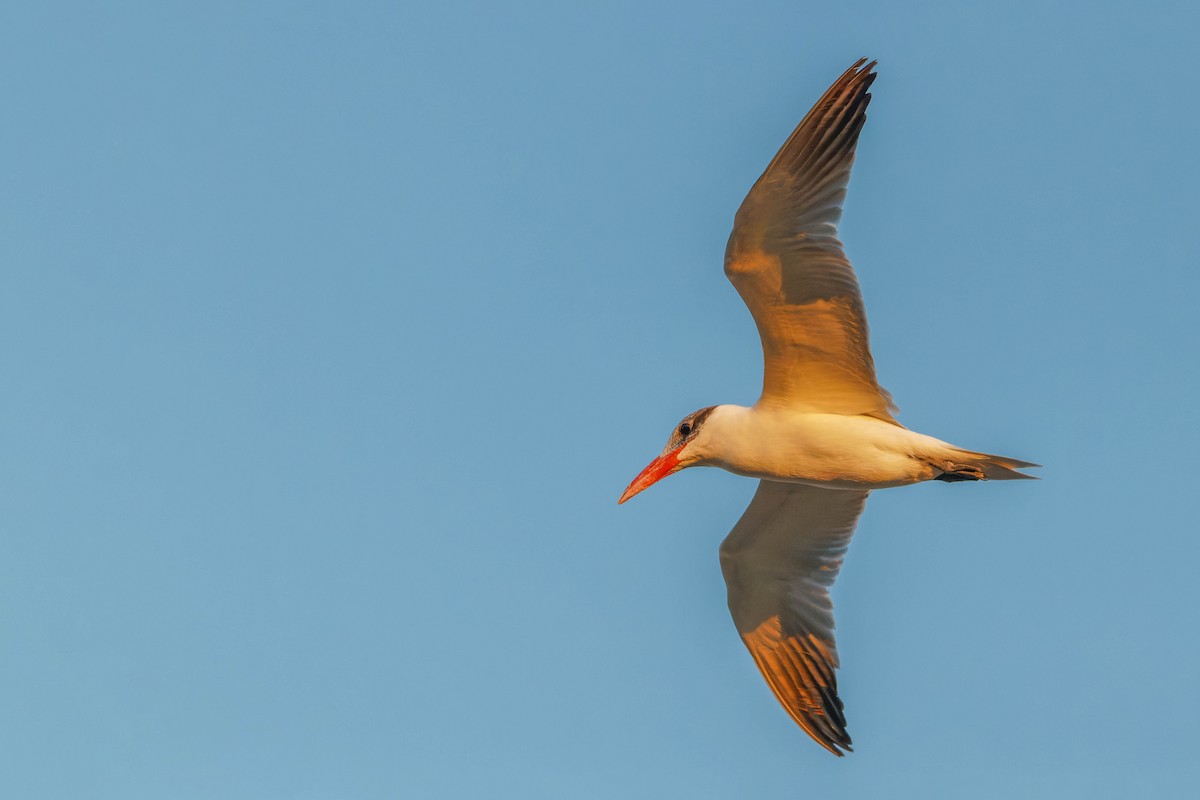 Caspian Tern - ML613446469