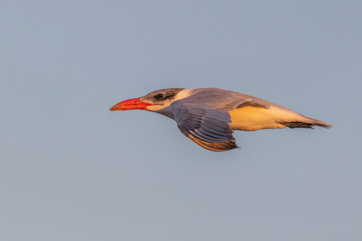 Caspian Tern - ML613446470