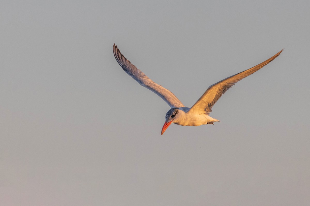 Caspian Tern - ML613446471