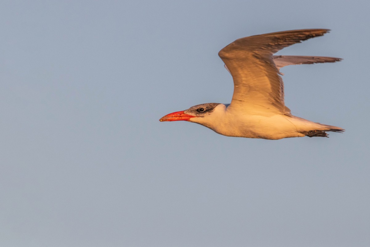 Caspian Tern - Ido Ben-Itzhak