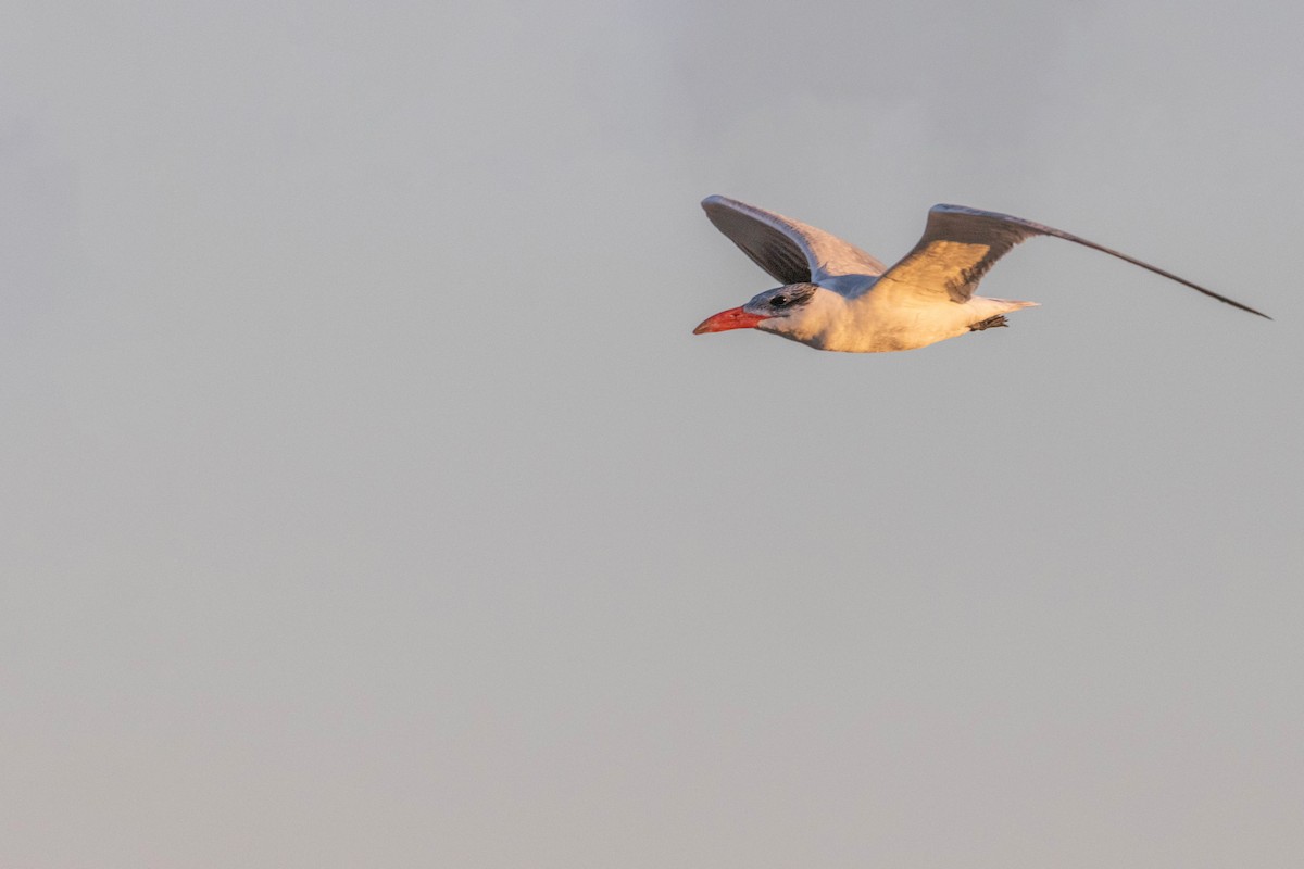 Caspian Tern - ML613446473