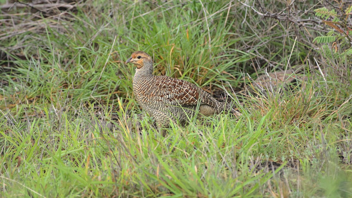 Gray Francolin - ML613446475