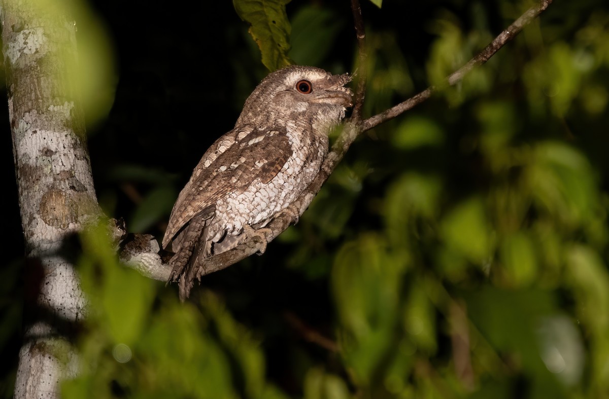 Marbled Frogmouth - ML613446500