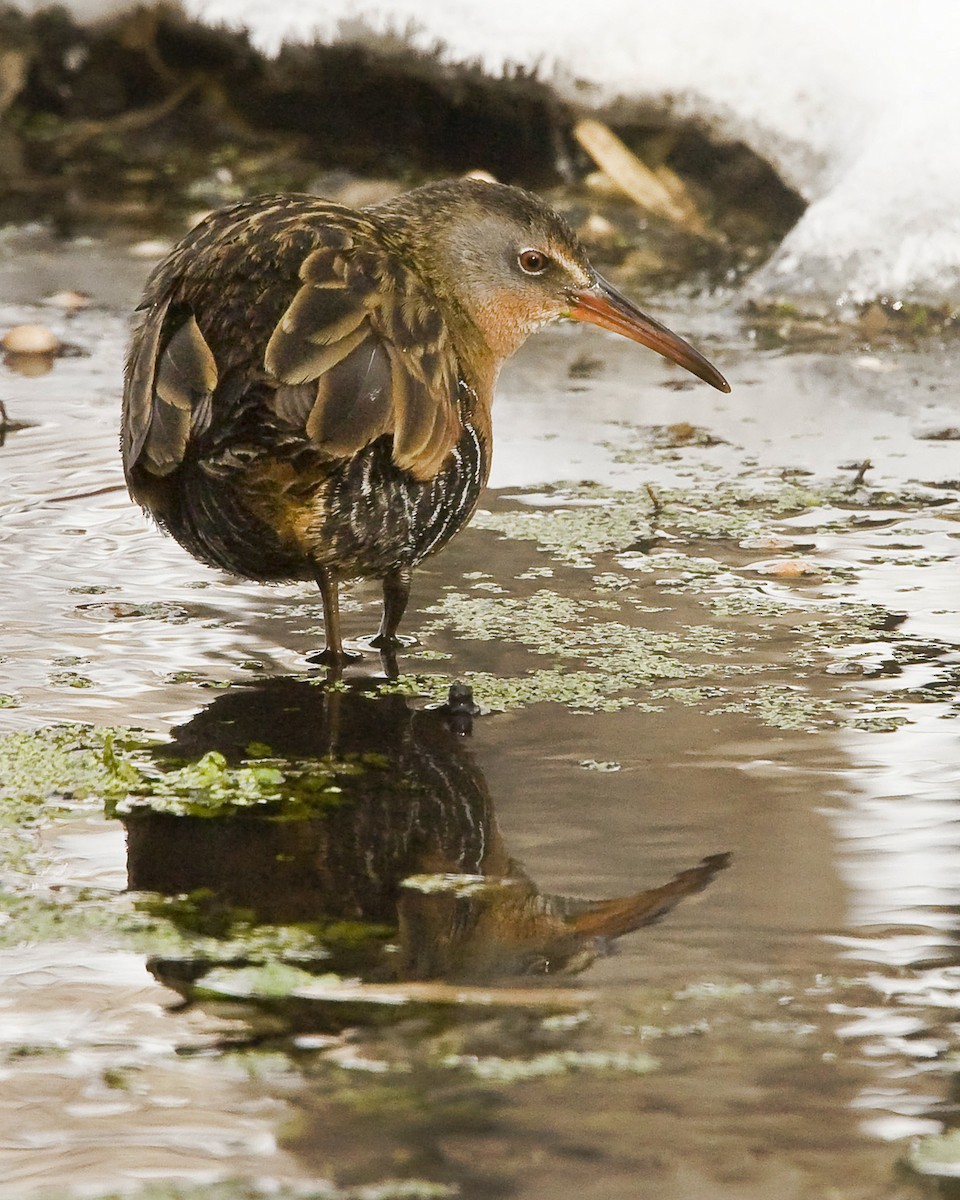 Virginia Rail - ML613446531