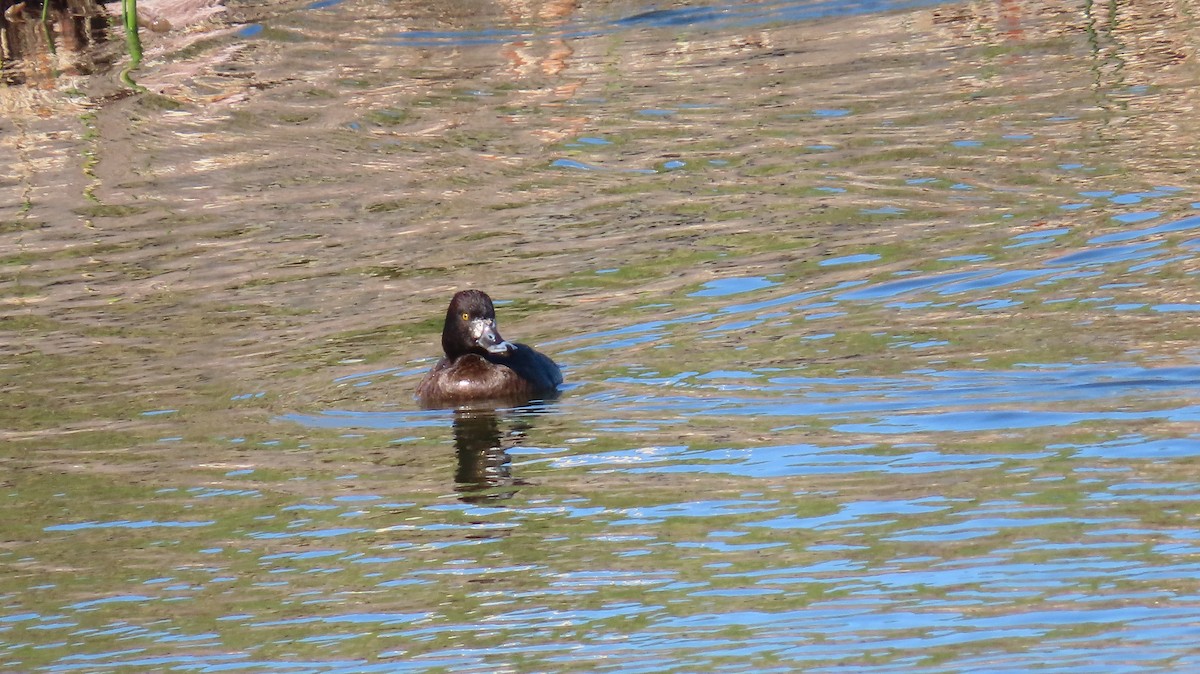 Lesser Scaup - ML613446548