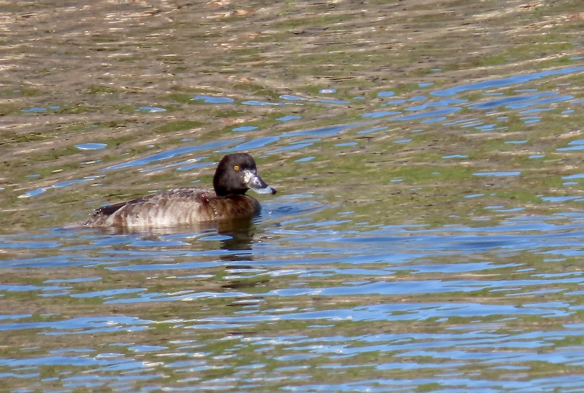 Lesser Scaup - ML613446550