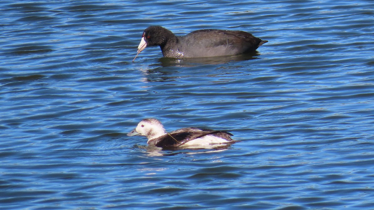 Long-tailed Duck - ML613446551