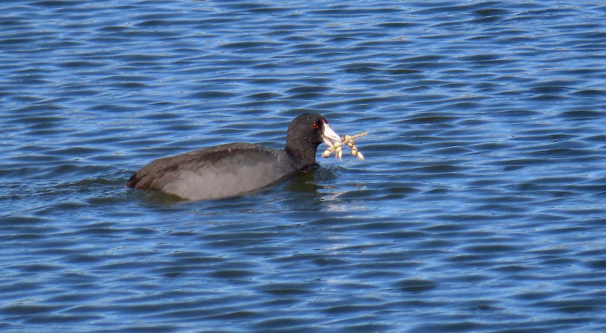 American Coot - ML613446553