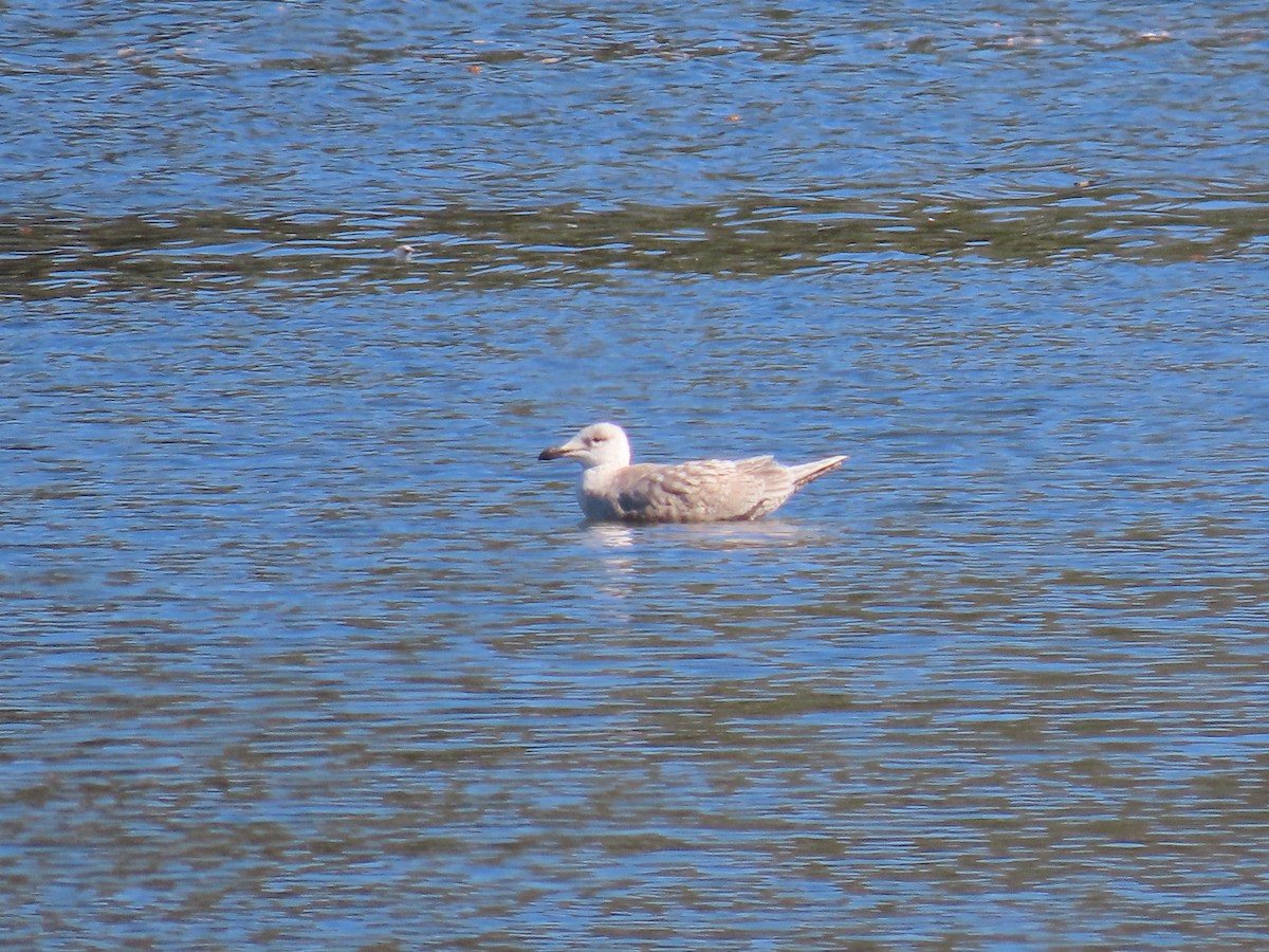 Glaucous-winged Gull - ML613446568