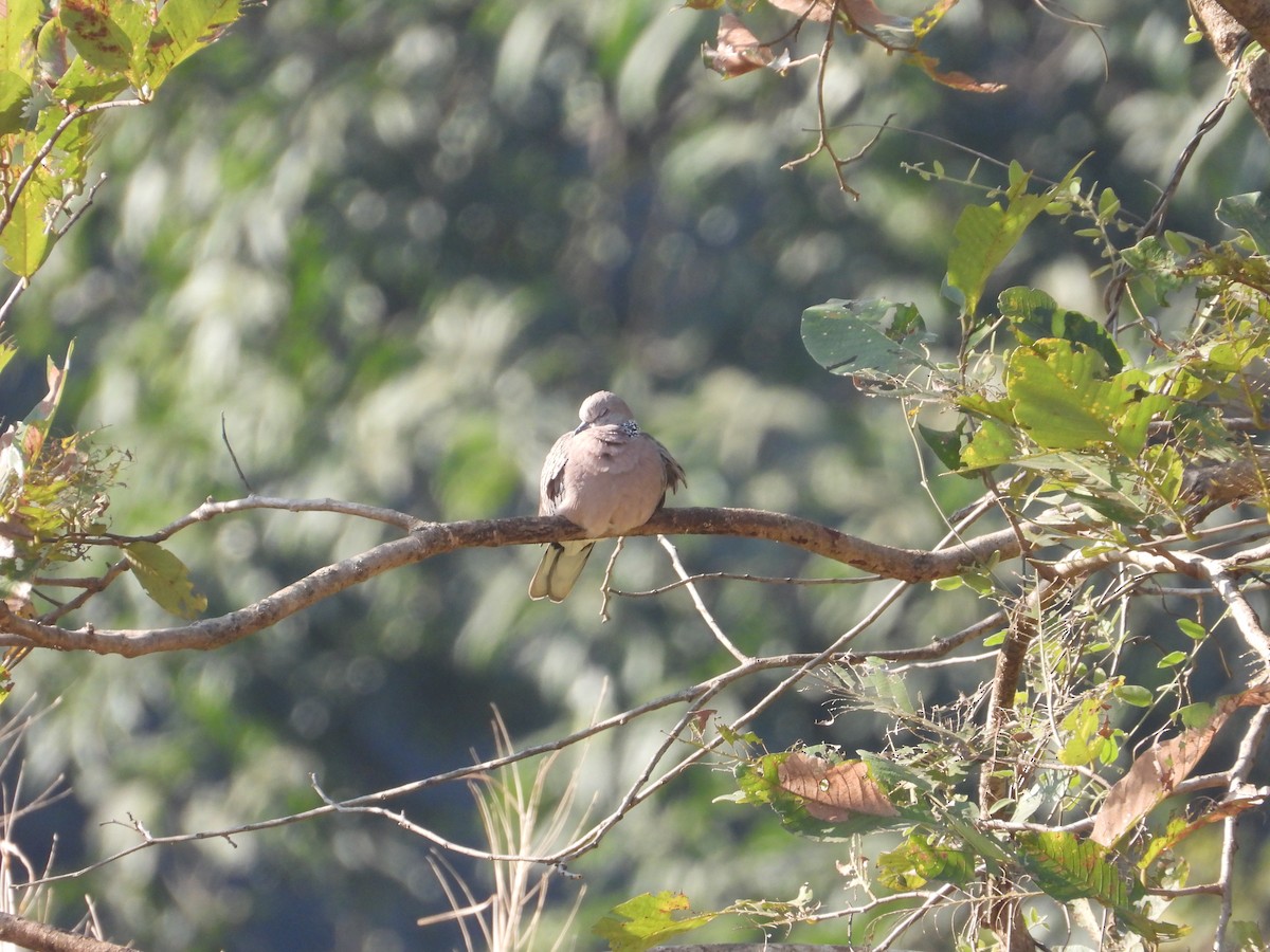 Spotted Dove - ML613446574