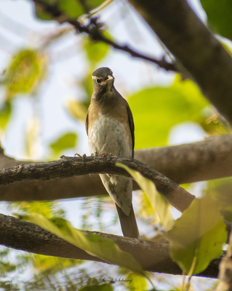 Eyebrowed Thrush - ML613446593