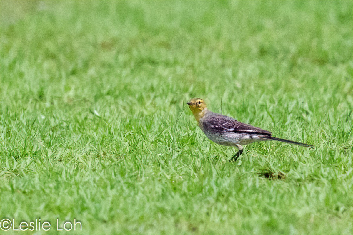 Citrine Wagtail - ML613446602