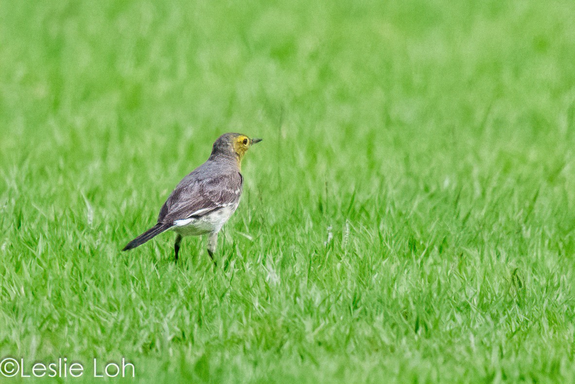 Citrine Wagtail - ML613446611