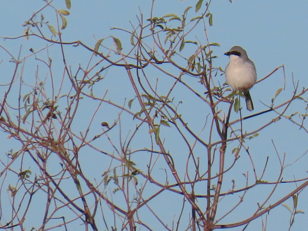 Loggerhead Shrike - ML613446635