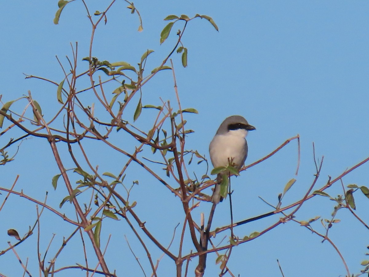 Loggerhead Shrike - ML613446654