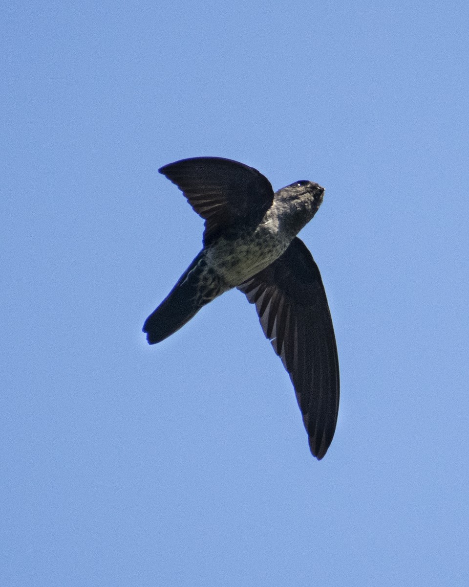 Plume-toed Swiftlet - ML613446657