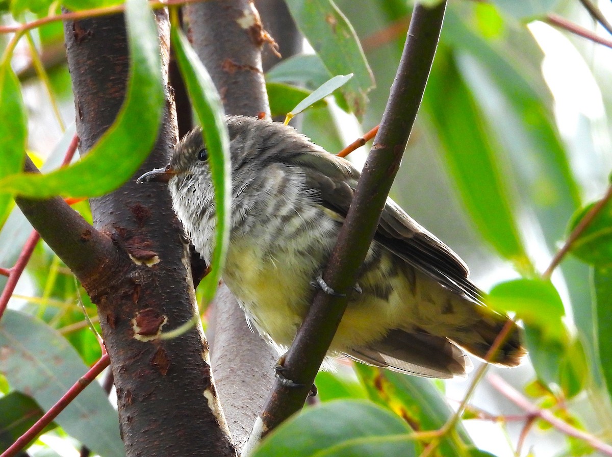 Shining Bronze-Cuckoo - ML613446724