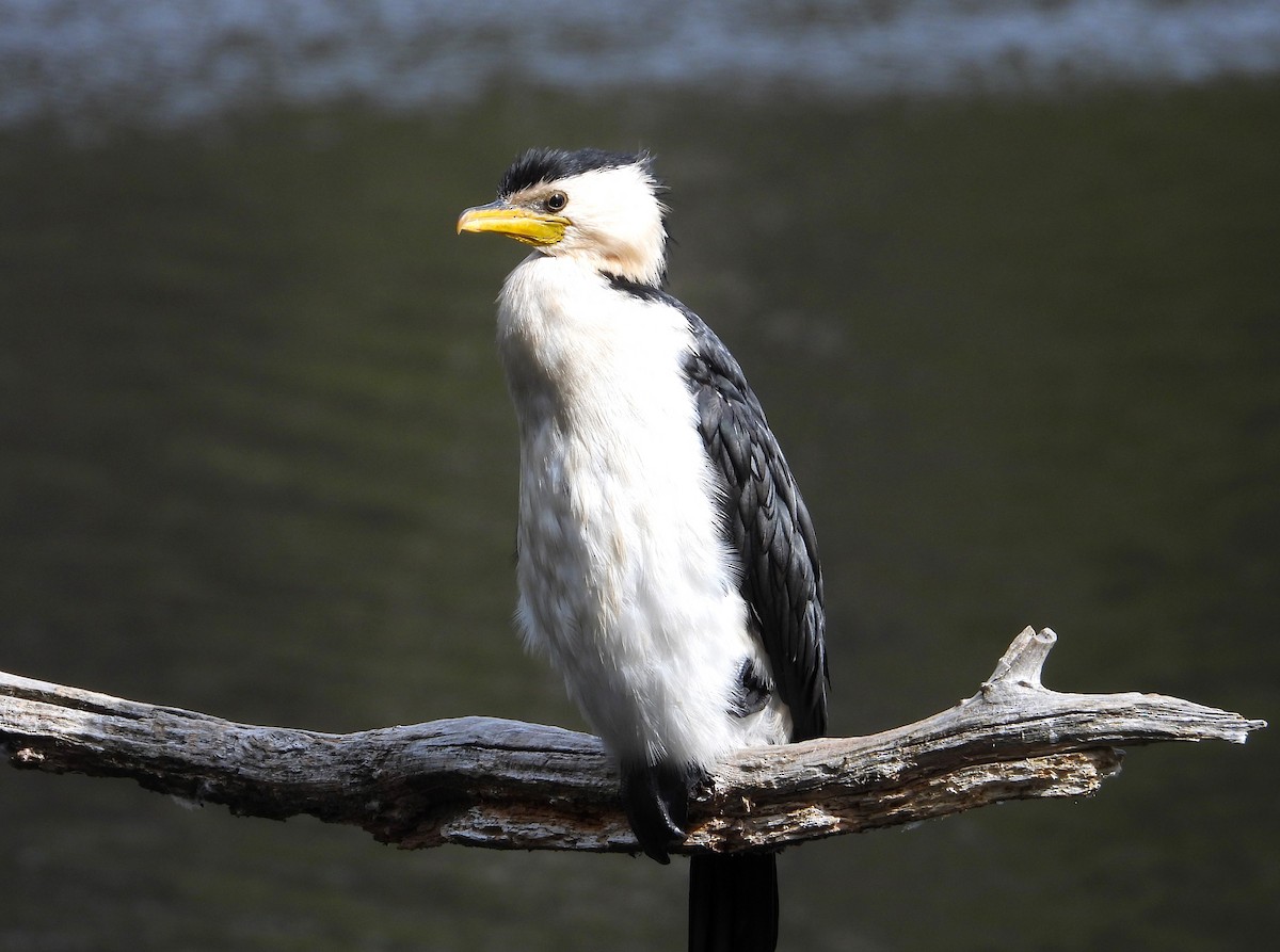 Little Pied Cormorant - ML613446737