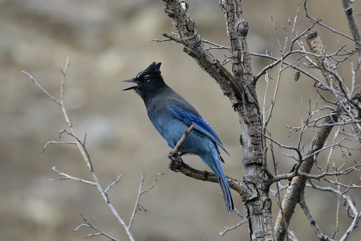 Steller's Jay - ML613446766