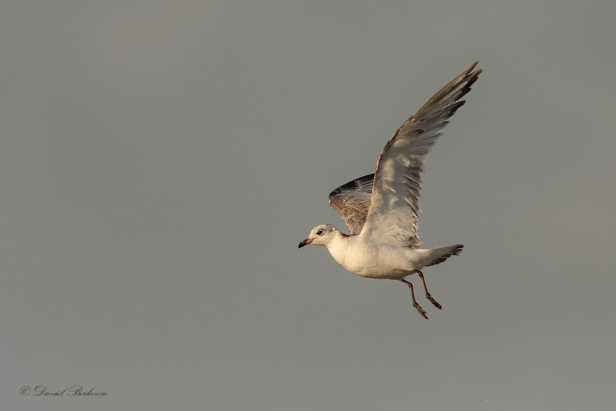 Mediterranean Gull - Daniel Berkowic