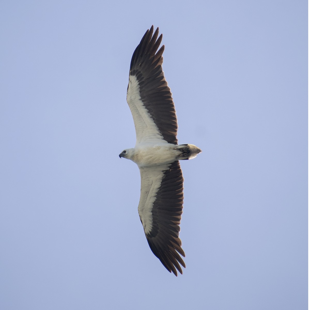 White-bellied Sea-Eagle - ML613446861