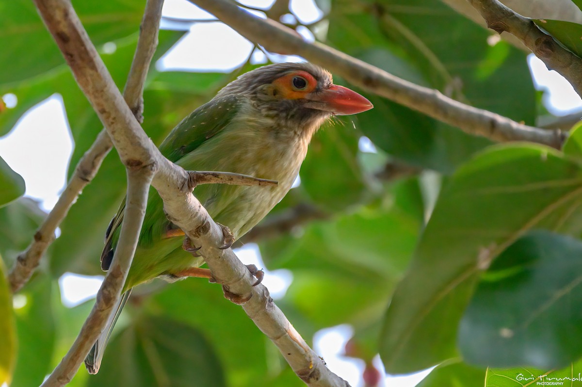 Kahverengi Başlı Barbet - ML613446913