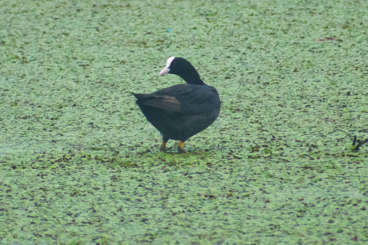 Eurasian Coot - ML613446992