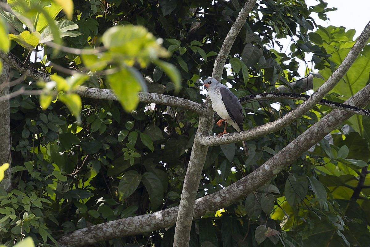 Gray-headed Goshawk - ML613447098