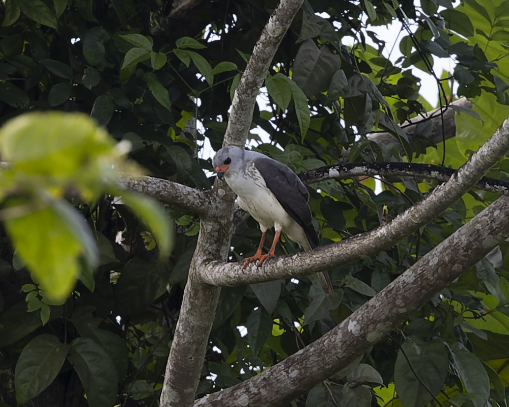 Gray-headed Goshawk - ML613447099