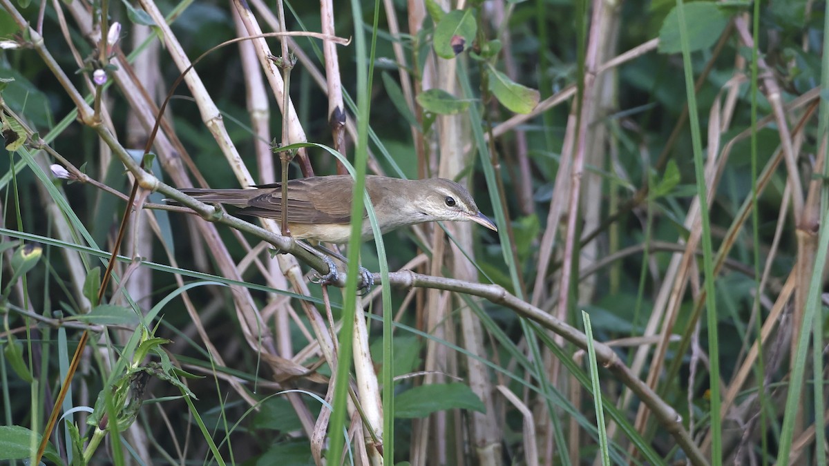 Oriental Reed Warbler - ML613447120