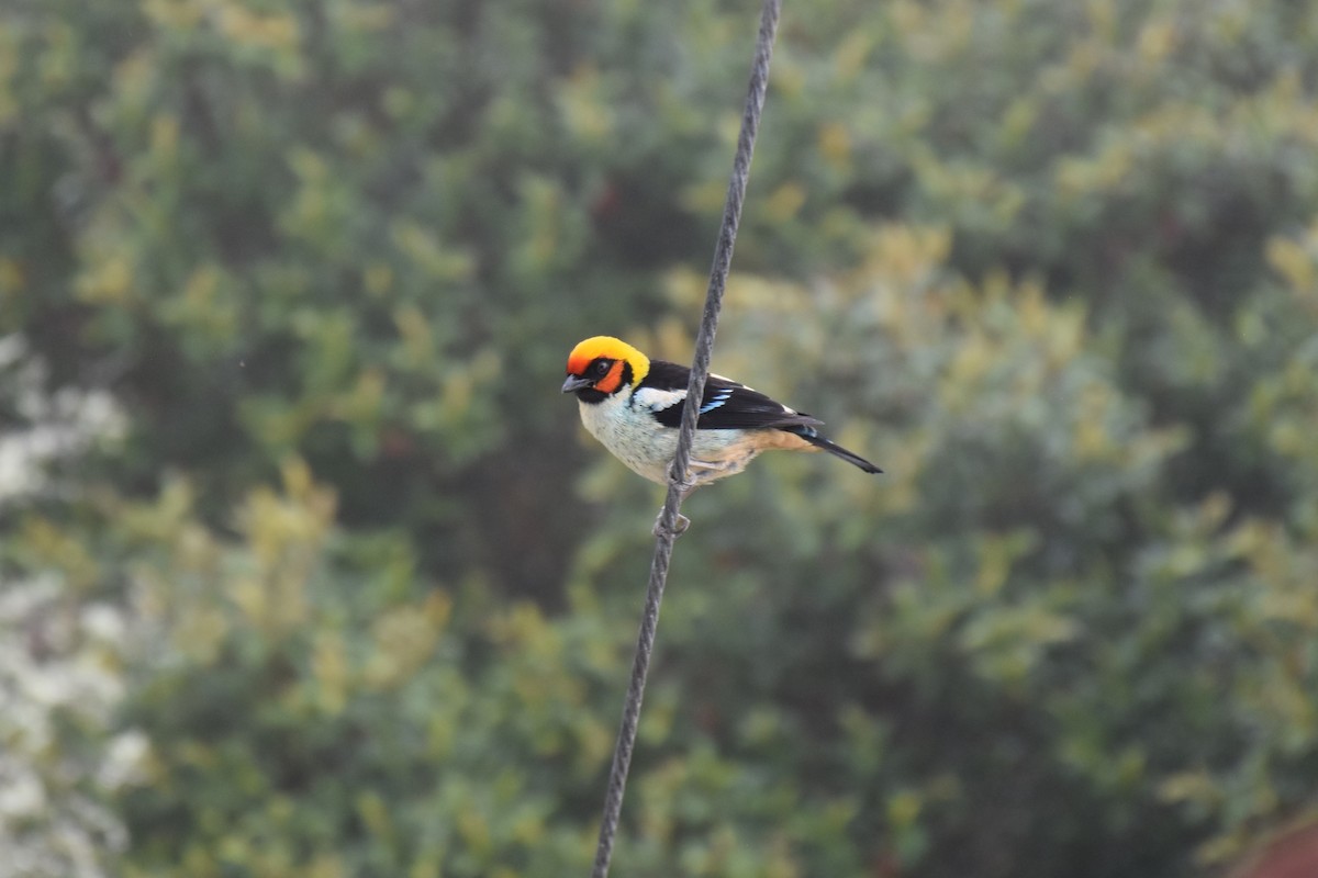 Flame-faced Tanager (Flame-faced) - ML613447130