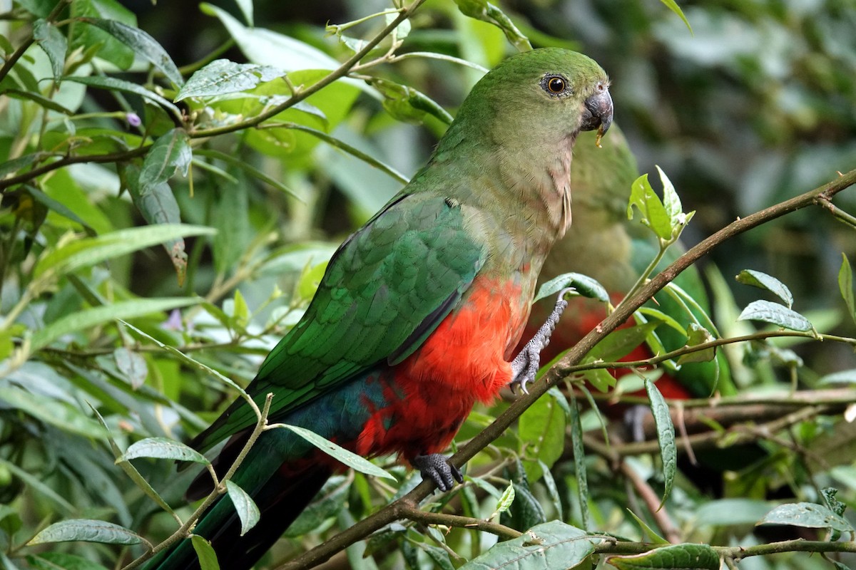 Australian King-Parrot - ML613447132