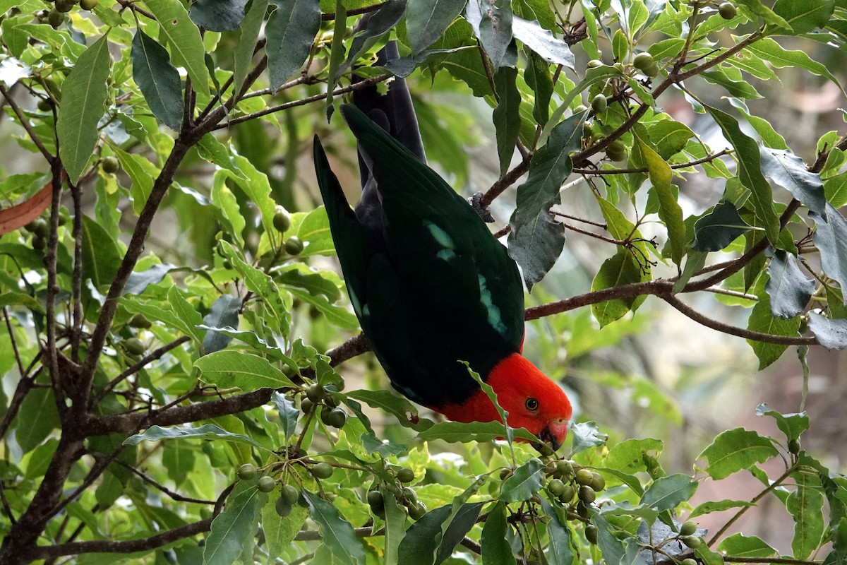 Australian King-Parrot - ML613447134