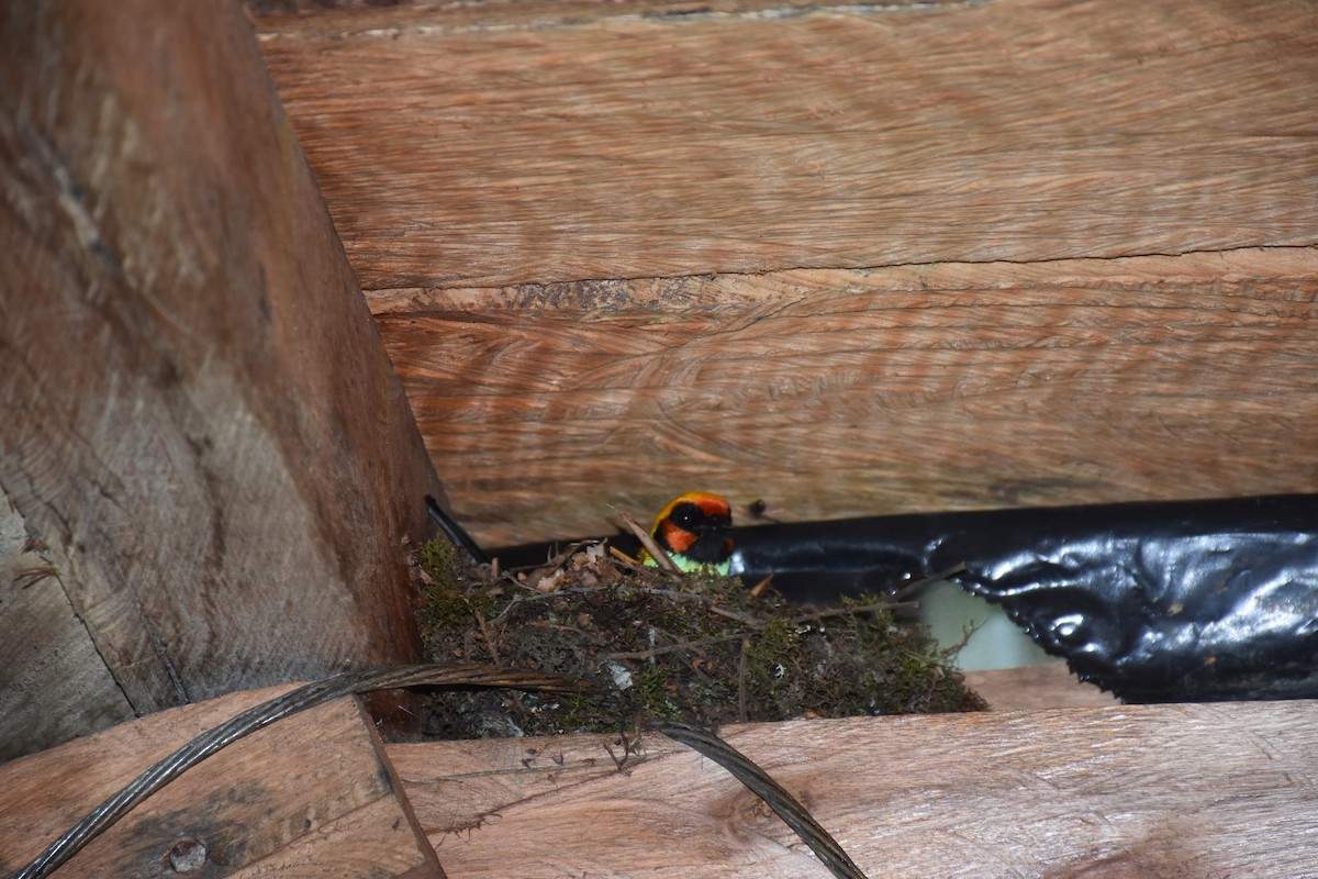 Flame-faced Tanager (Flame-faced) - ML613447140