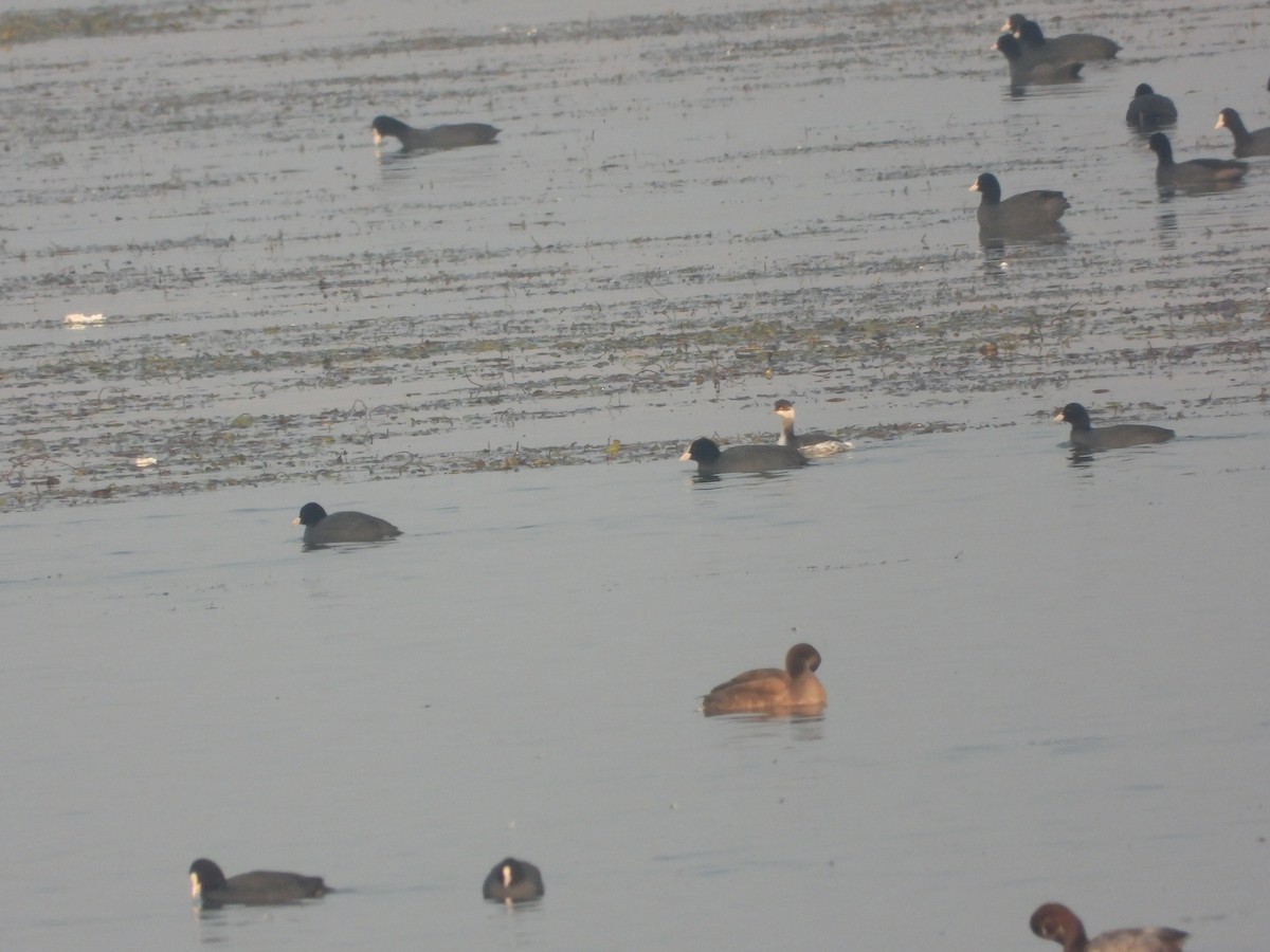 Eared Grebe - ML613447268