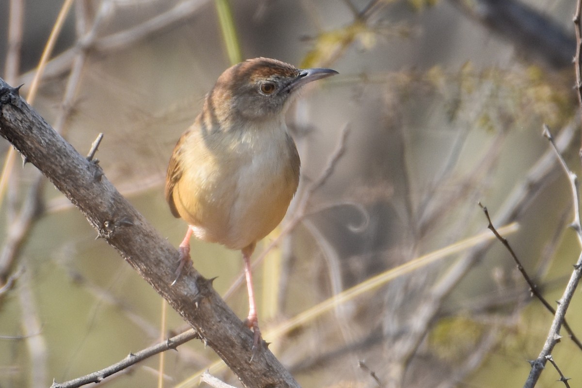 Jungle Prinia - ML613447292