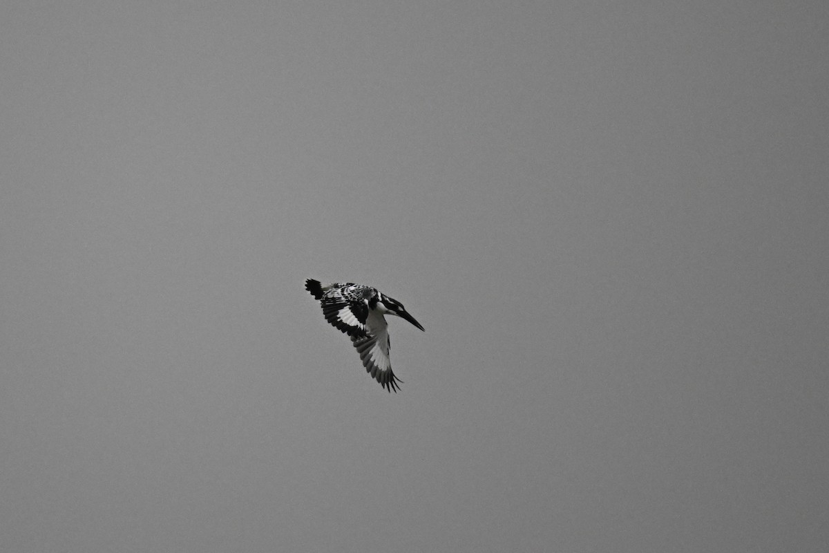 Pied Kingfisher - ML613447301