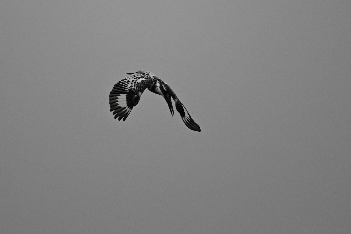 Pied Kingfisher - ML613447303