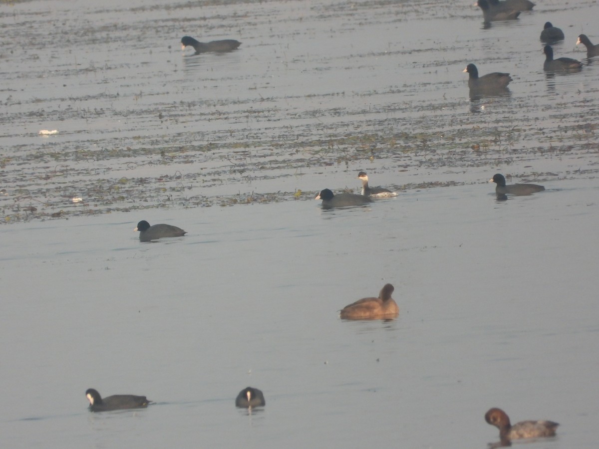 Eared Grebe - ML613447304
