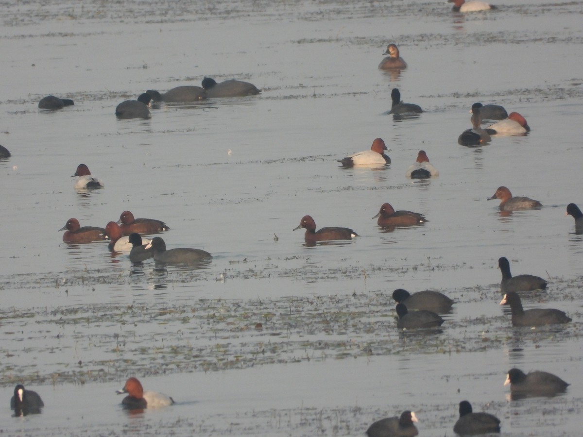 Ferruginous Duck - ML613447353