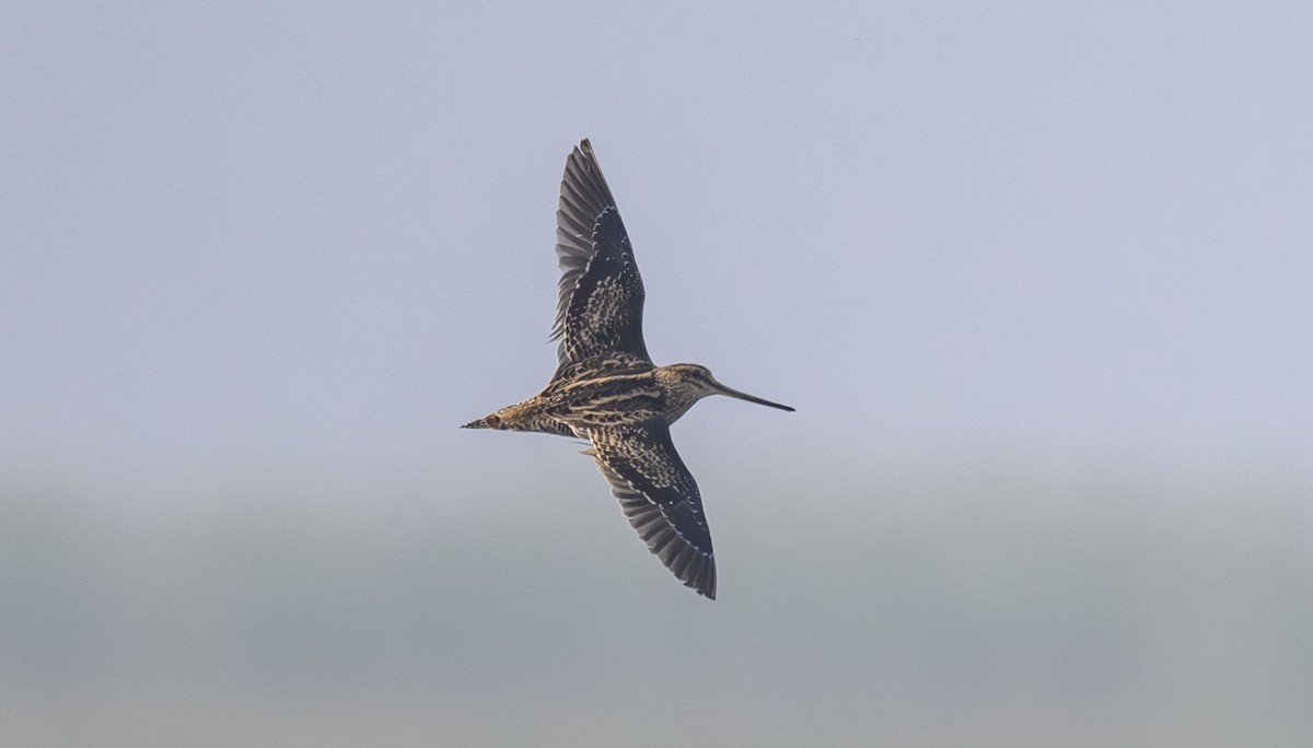 Pin-tailed Snipe - Sunil Kini