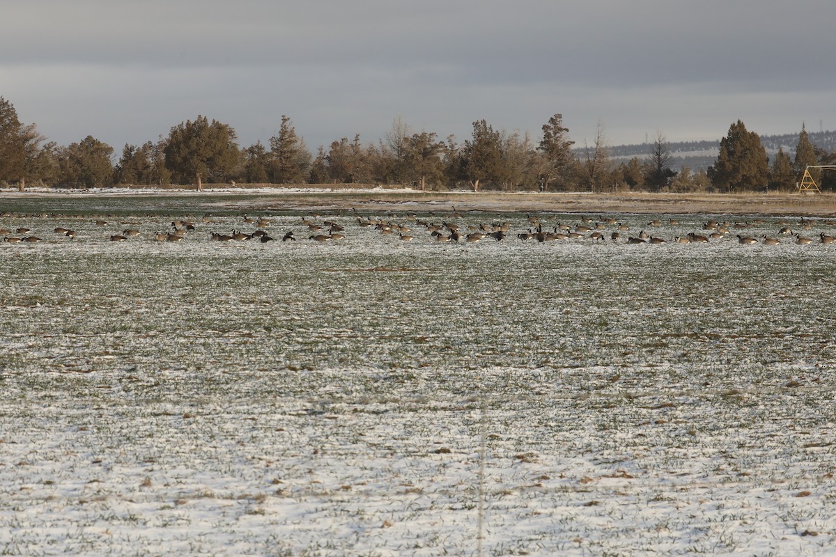 Canada Goose - ML613447426