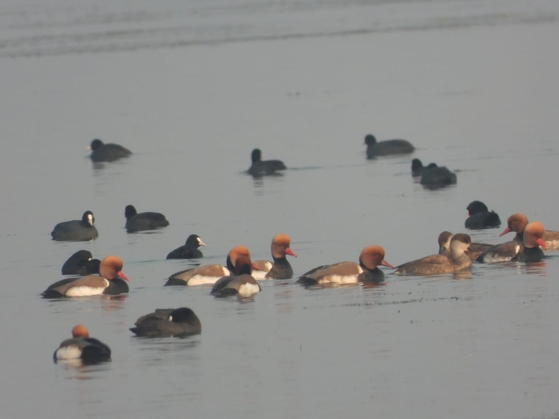 Red-crested Pochard - ML613447432