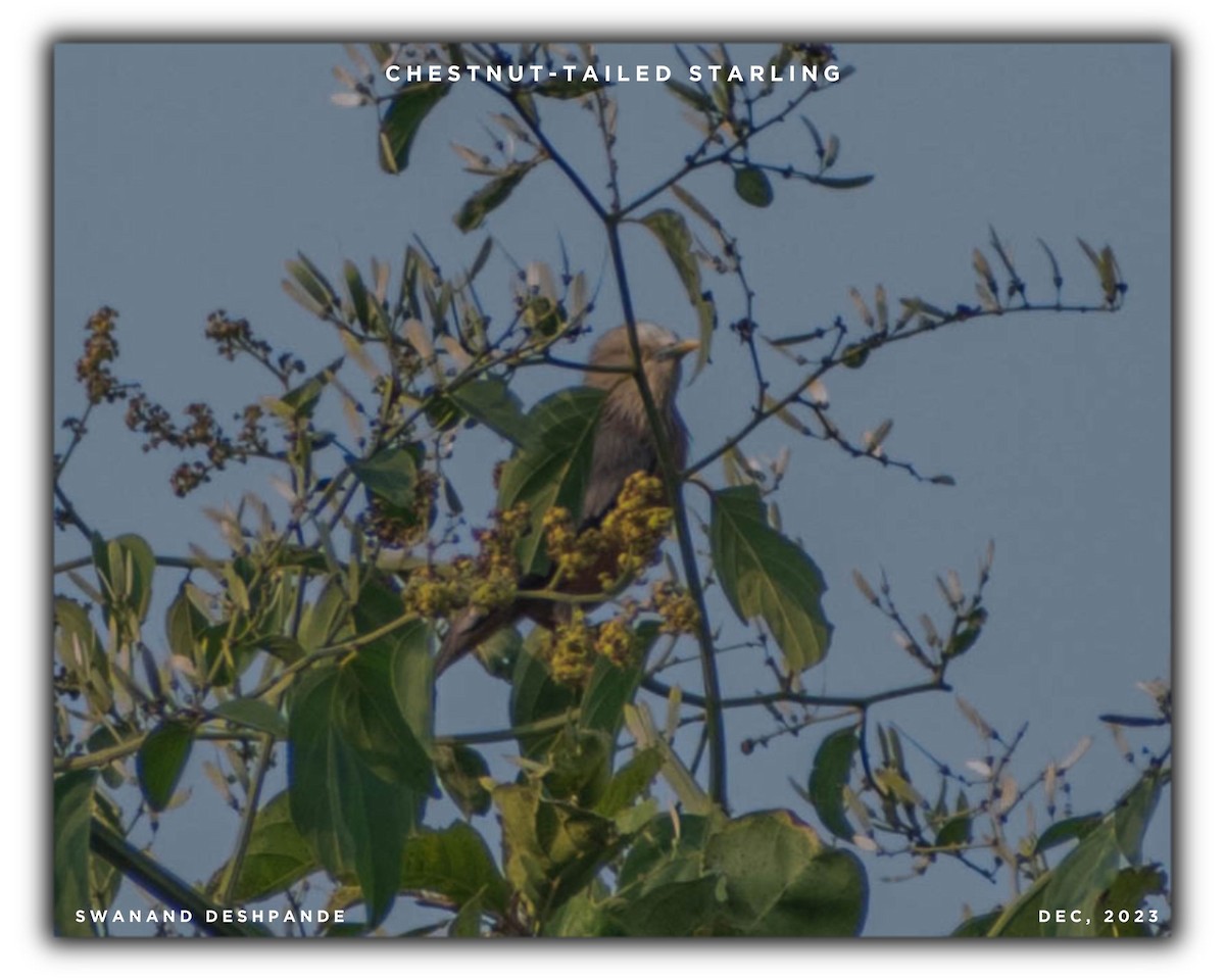 Chestnut-tailed Starling - ML613447458