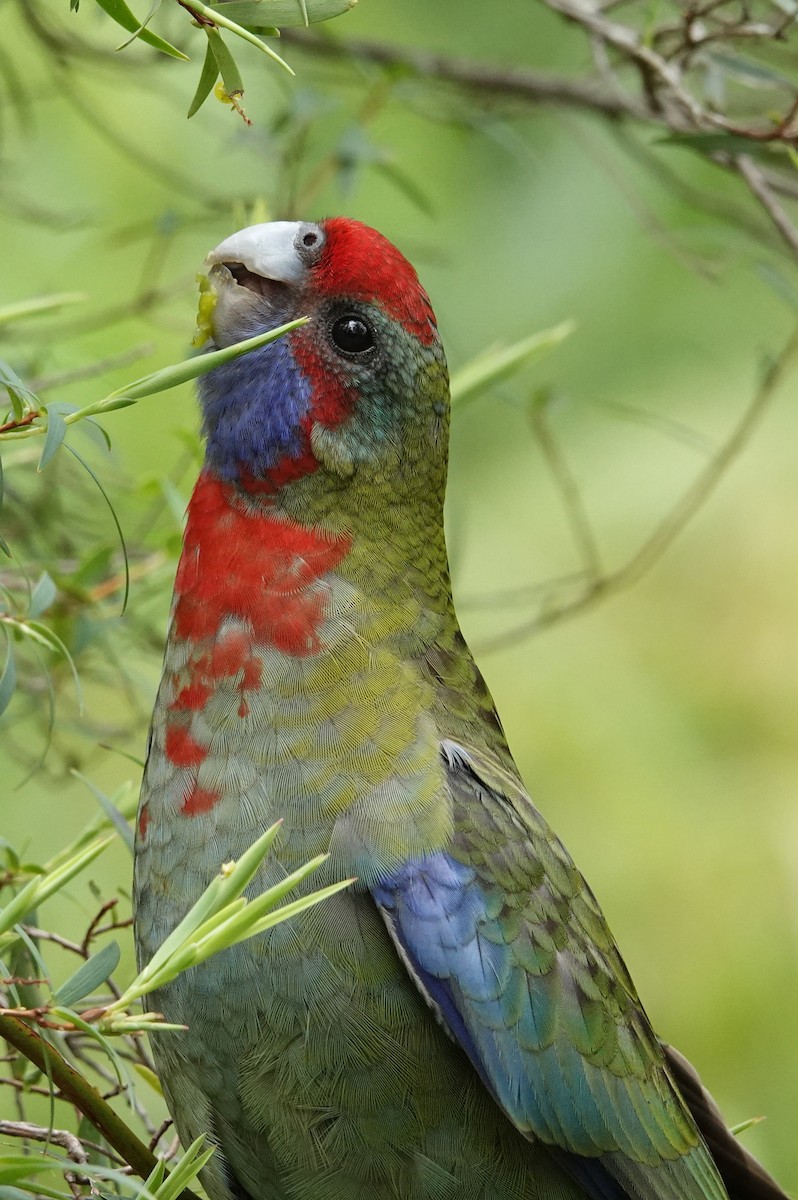 Crimson Rosella - ML613447463